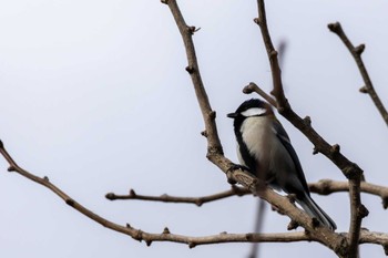 2023年12月24日(日) 家の近所の野鳥観察記録