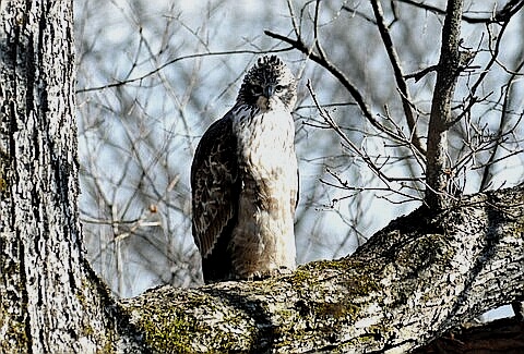 Mountain Hawk-Eagle