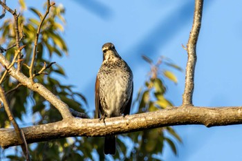 ツグミ 香澄公園 2023年12月24日(日)