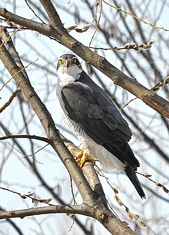 Eurasian Goshawk