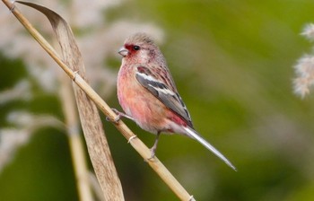 2023年12月24日(日) 大泉緑地の野鳥観察記録