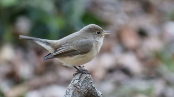 Red-breasted Flycatcher Osaka castle park Sun, 12/24/2023