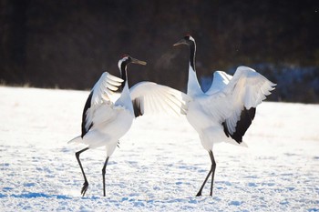 タンチョウ 鶴居 伊藤サンクチュアリ 撮影日未設定