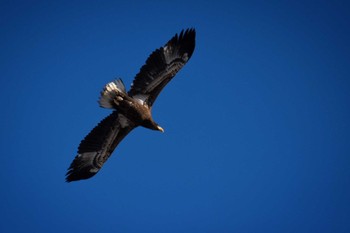 Steller's Sea Eagle Kiritappu Wetland Unknown Date