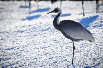 White-naped Crane 鶴居 伊藤サンクチュアリ Unknown Date