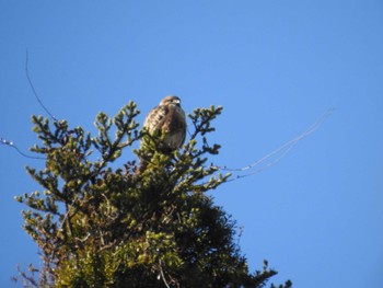 Sun, 12/24/2023 Birding report at 多摩森林科学園