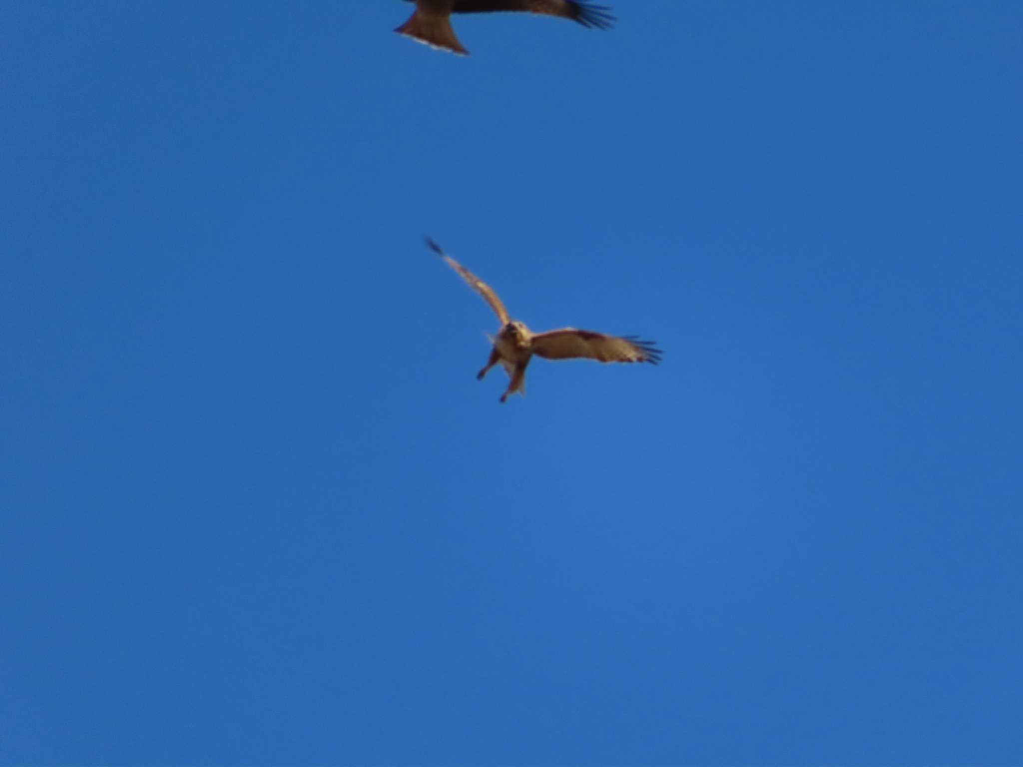 Photo of Eastern Buzzard at 多摩川 by ツートン