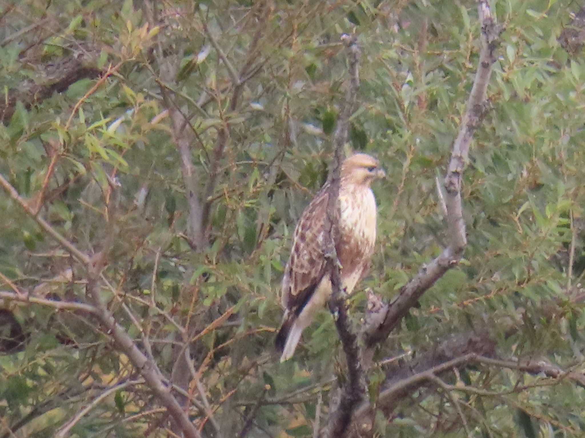 Photo of Eastern Buzzard at 多摩川 by ツートン