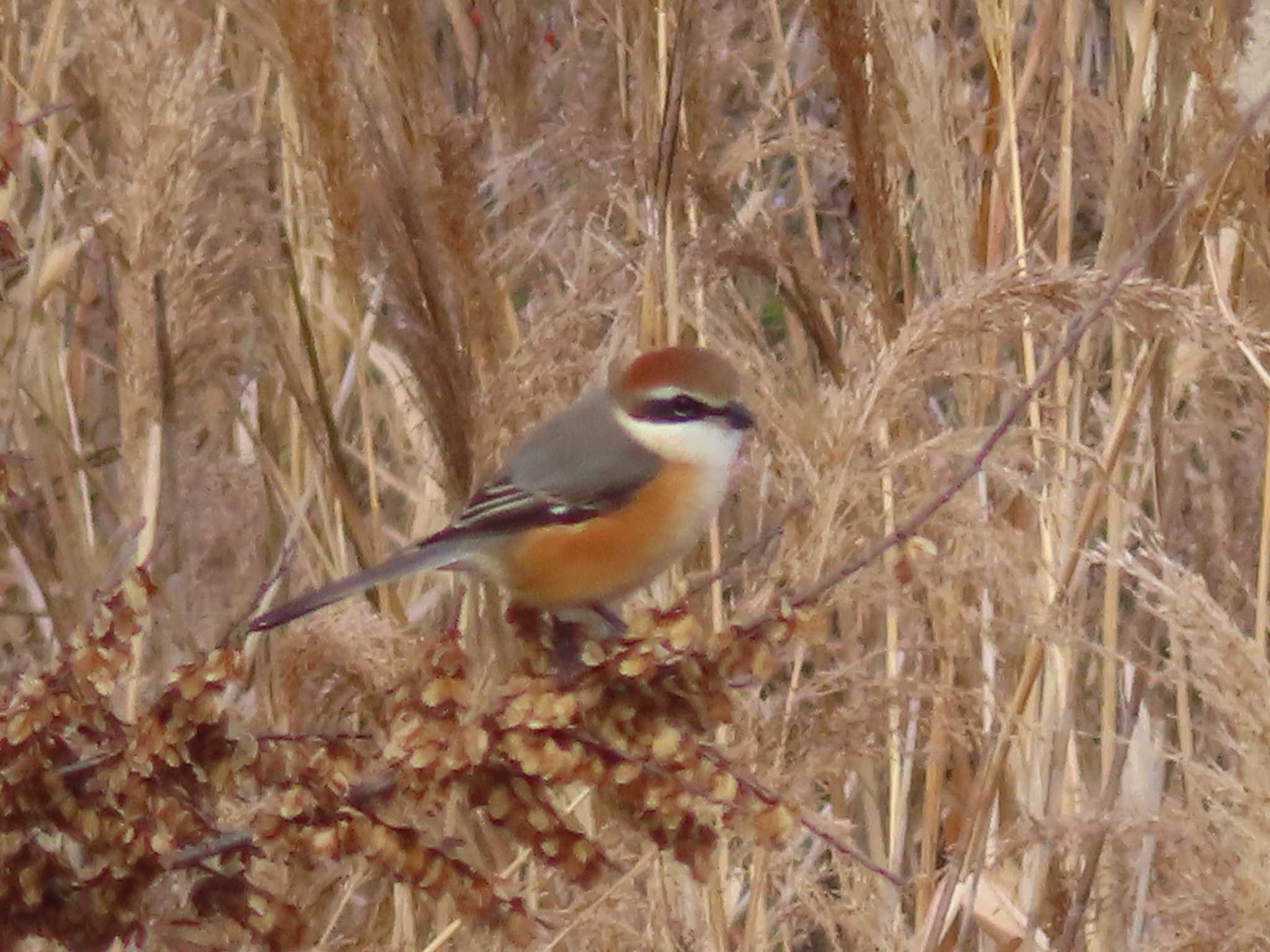 Photo of Bull-headed Shrike at 多摩川 by ツートン