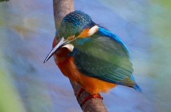 Sun, 12/24/2023 Birding report at 長居植物園