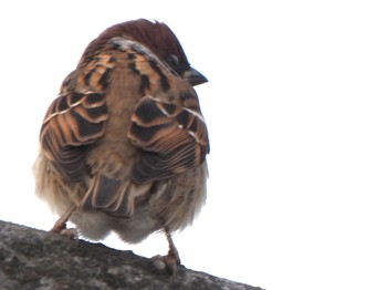 Eurasian Tree Sparrow 多々良沼公園 Sun, 12/24/2023