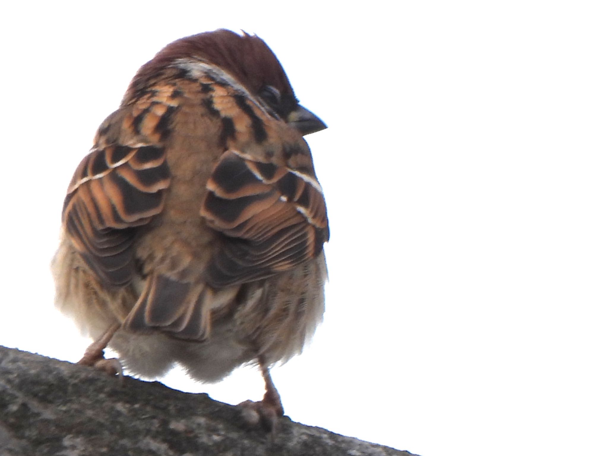 Eurasian Tree Sparrow