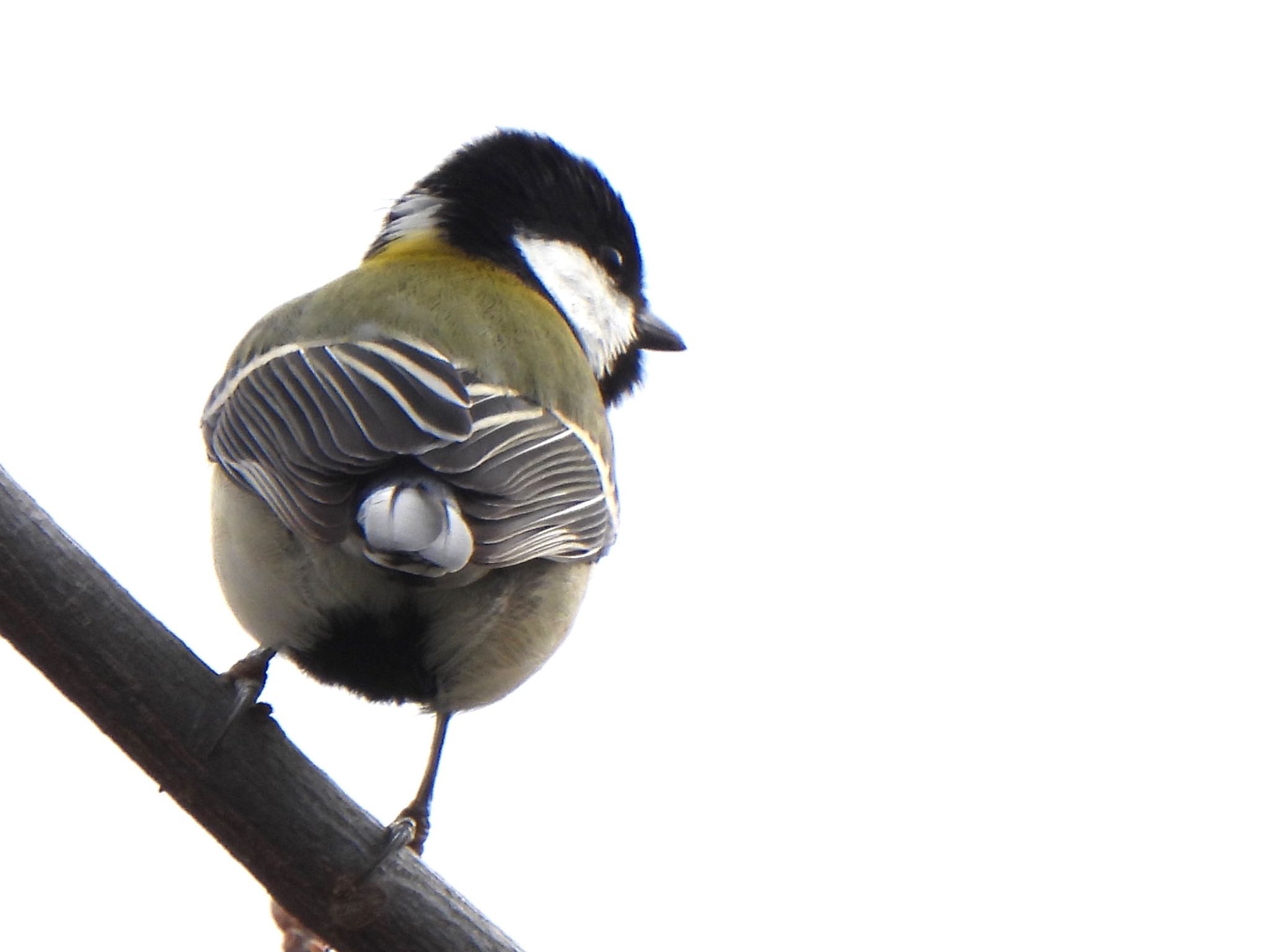 Photo of Japanese Tit at 多々良沼公園 by ツピ太郎