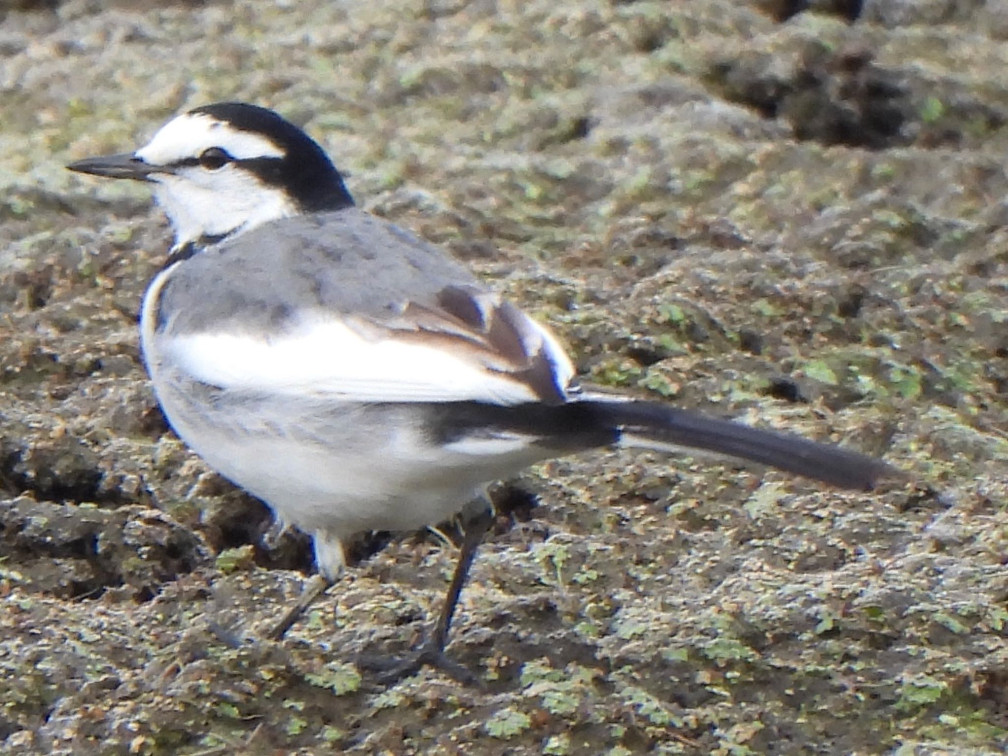 White Wagtail