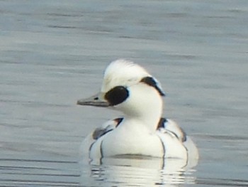 Smew 多々良沼公園 Sun, 12/24/2023