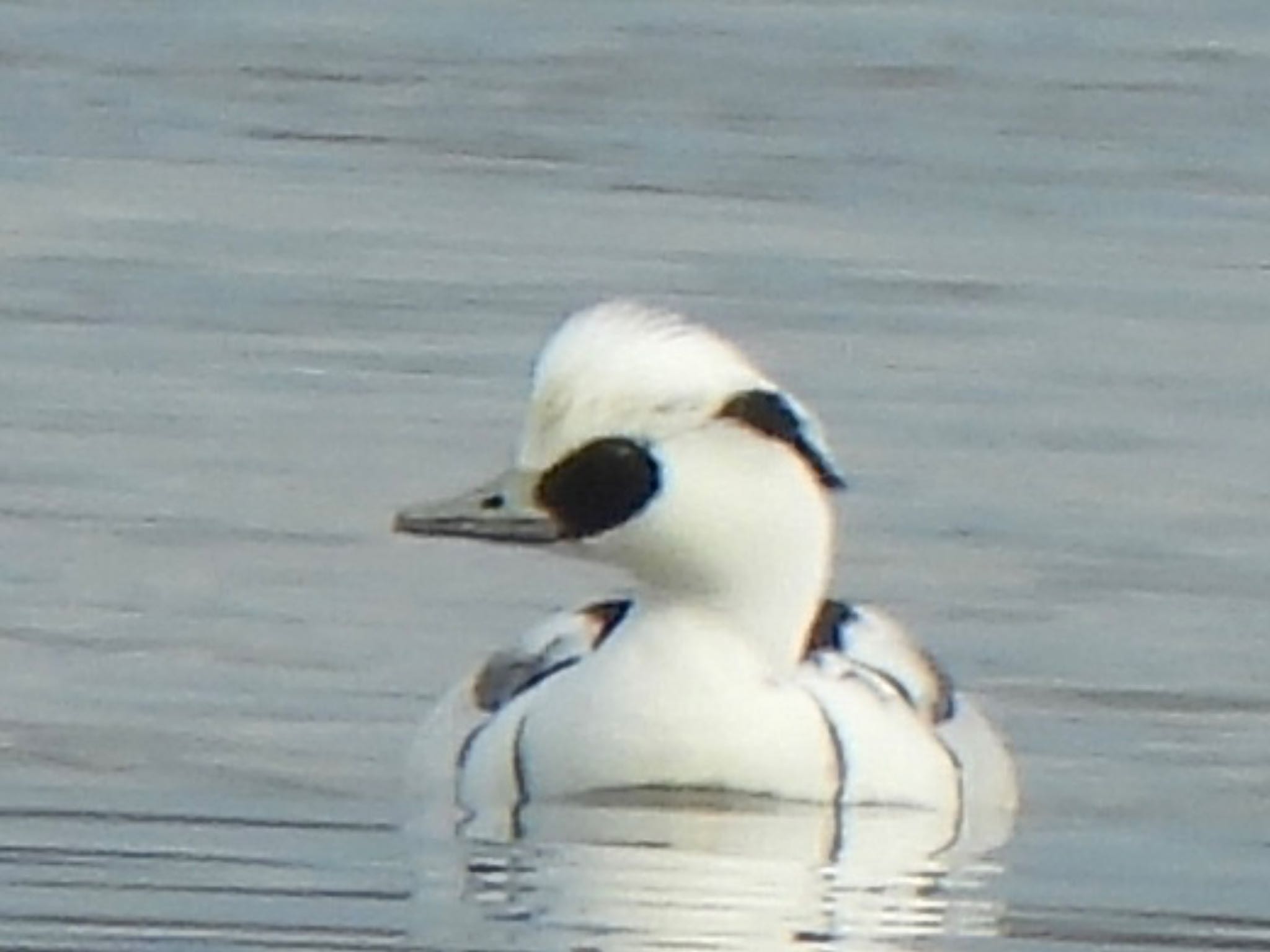 Photo of Smew at 多々良沼公園 by ツピ太郎