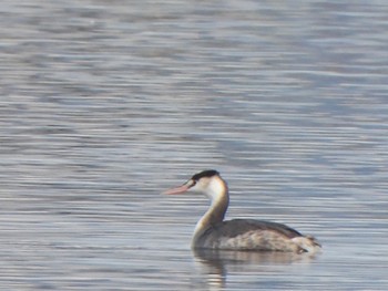 Great Crested Grebe 多々良沼公園 Sun, 12/24/2023