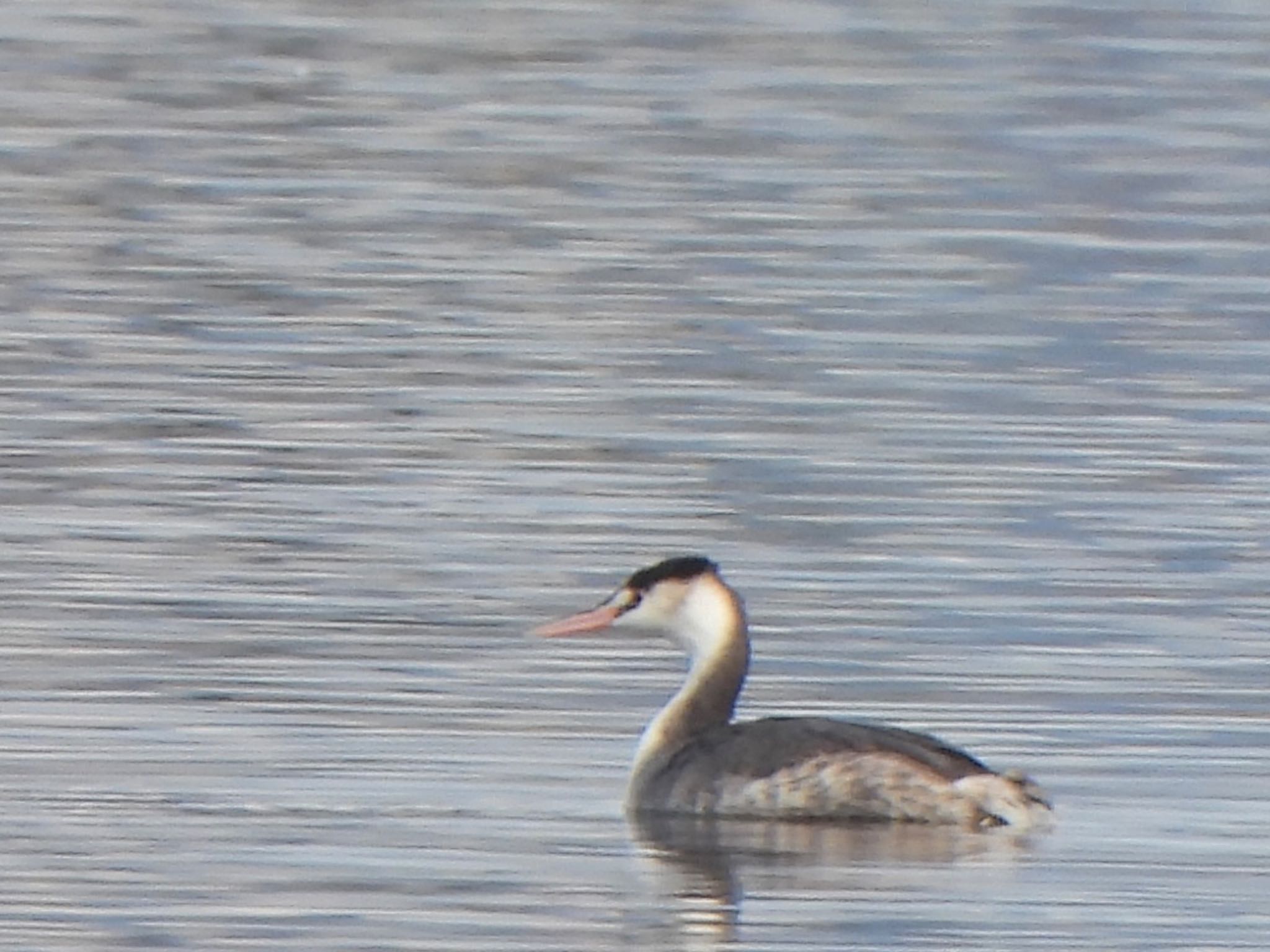 Photo of Great Crested Grebe at 多々良沼公園 by ツピ太郎