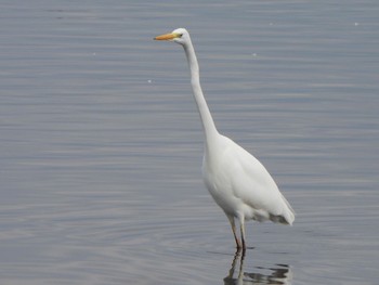 Great Egret 多々良沼公園 Sun, 12/24/2023