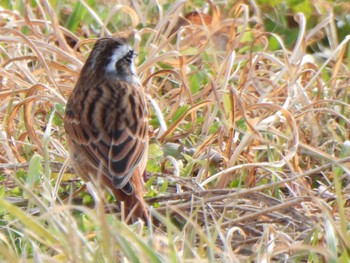 Meadow Bunting 多々良沼公園 Sun, 12/24/2023