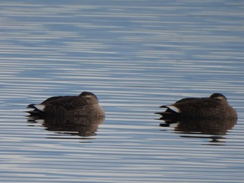 Eastern Spot-billed Duck 多々良沼公園 Sun, 12/24/2023