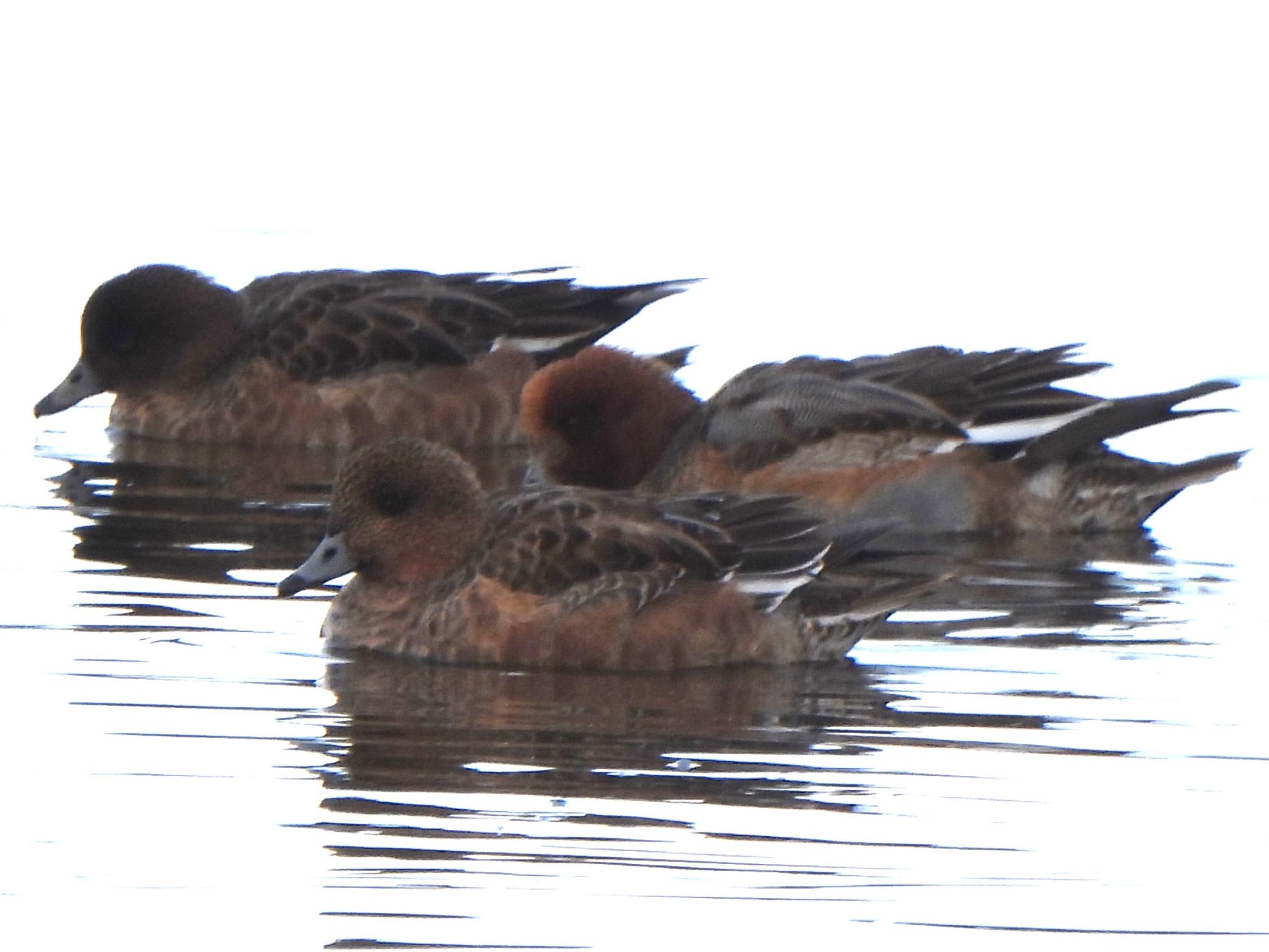 Photo of Eurasian Wigeon at 多々良沼公園 by ツピ太郎