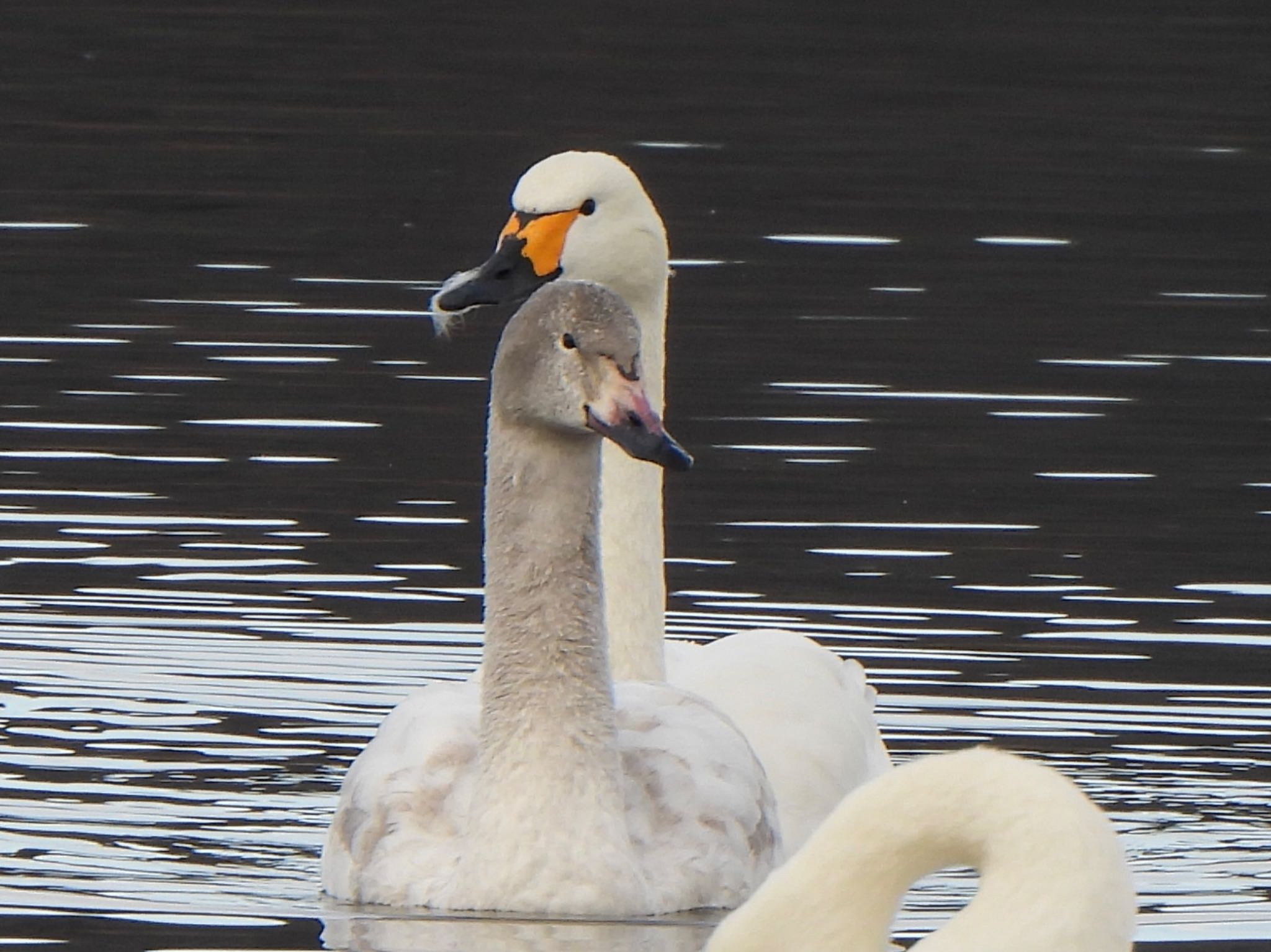 Photo of Tundra Swan at 多々良沼公園 by ツピ太郎