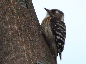 Japanese Pygmy Woodpecker 多々良沼公園 Sun, 12/24/2023