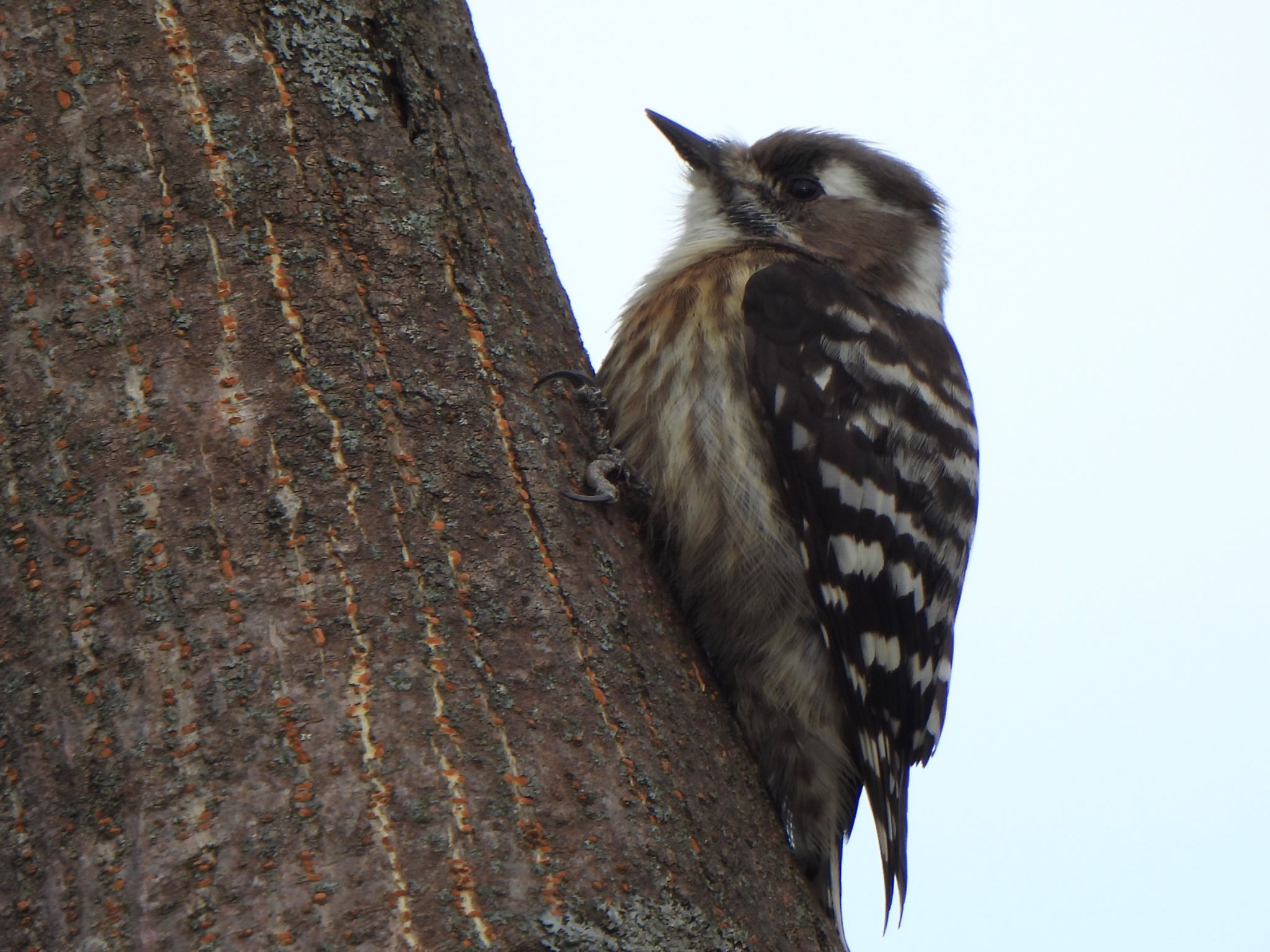 Japanese Pygmy Woodpecker