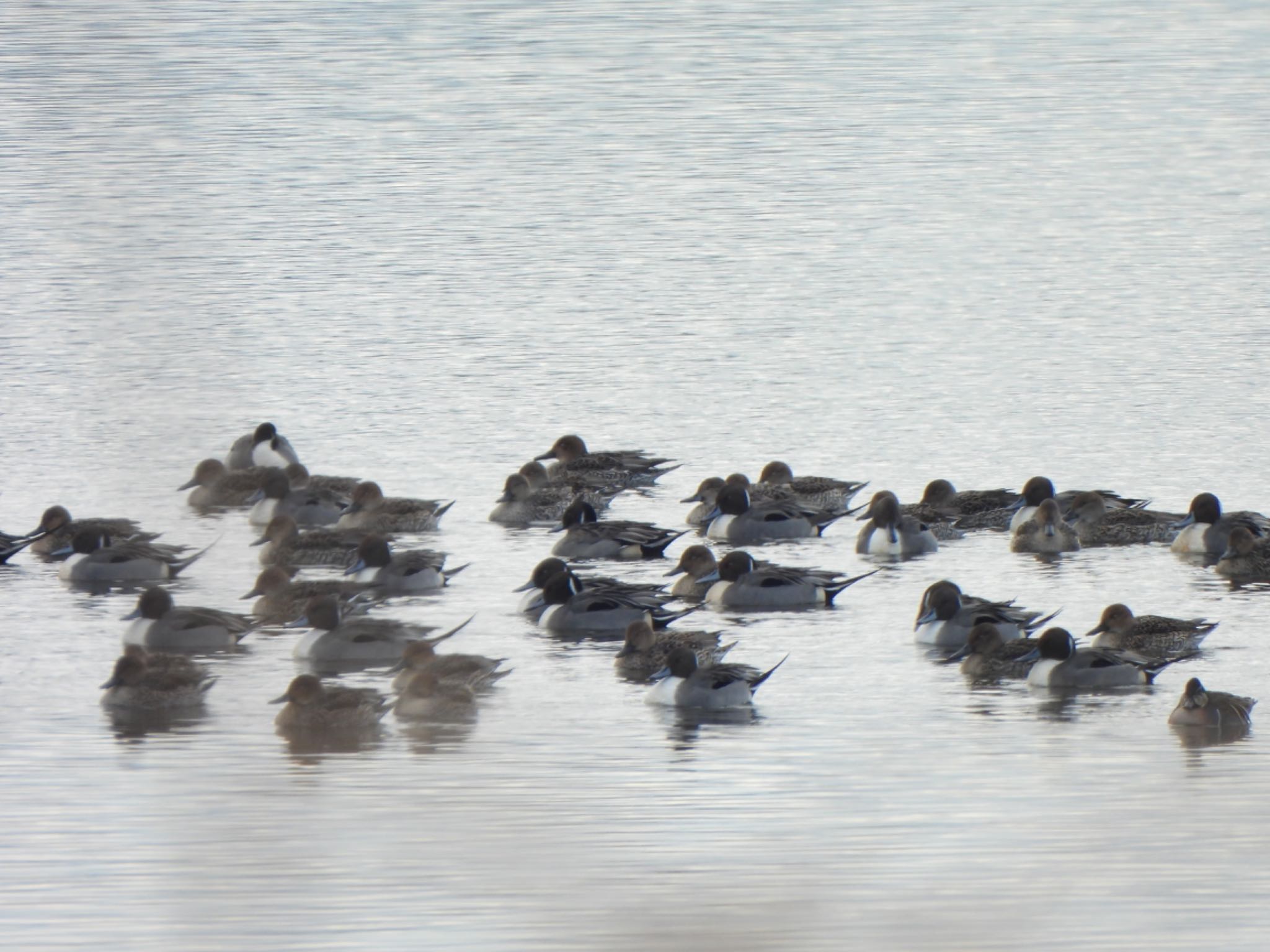 Northern Pintail