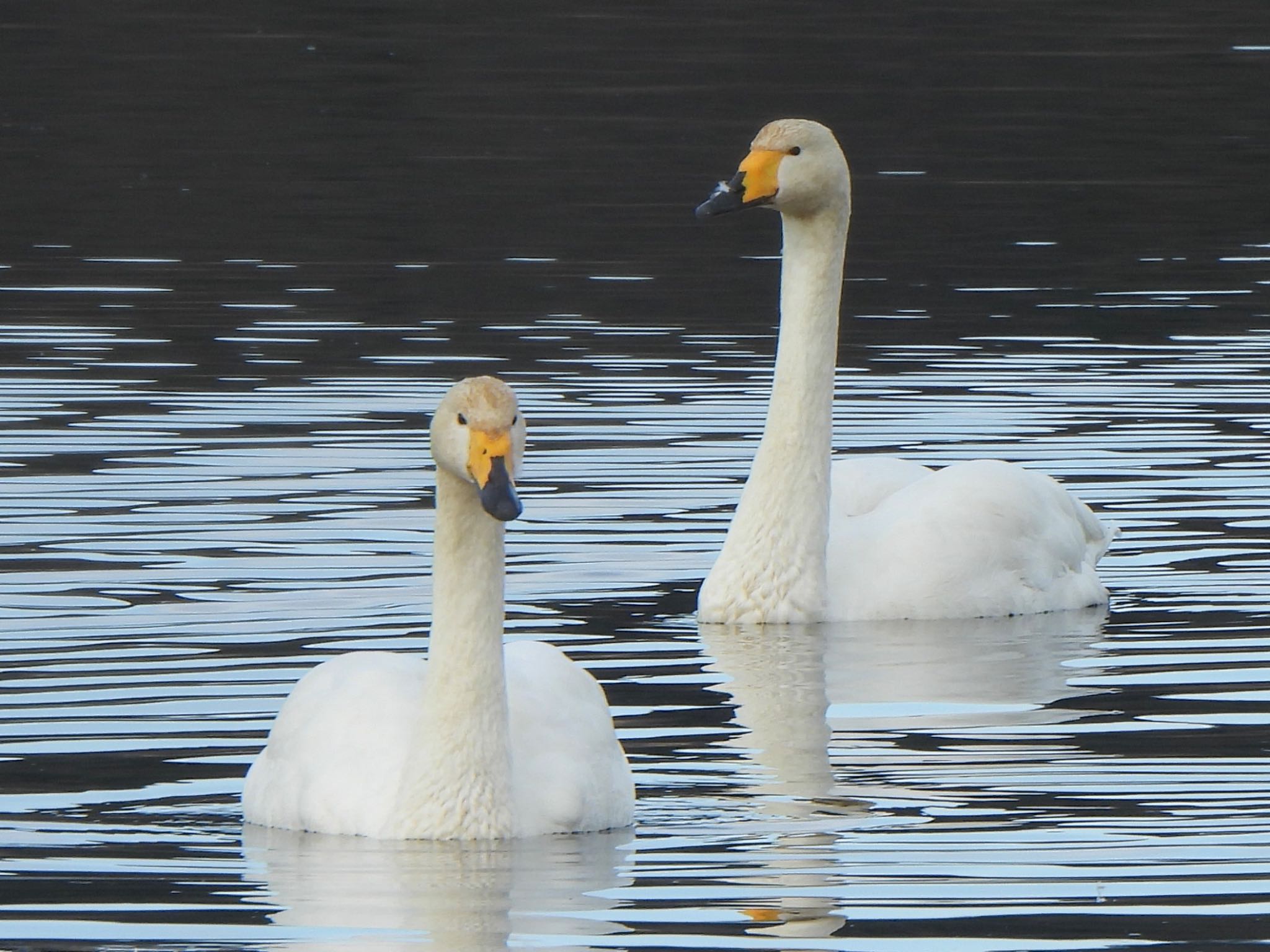 Photo of Whooper Swan at 多々良沼公園 by ツピ太郎