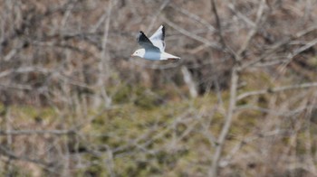 2023年12月24日(日) 小諸発電所第一調整池(杉の木貯水池)の野鳥観察記録