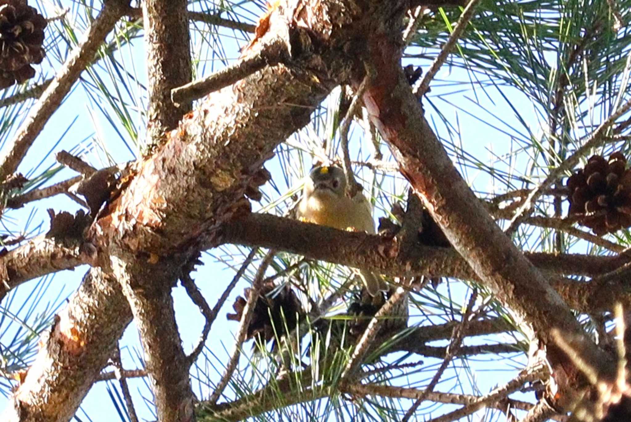 Goldcrest