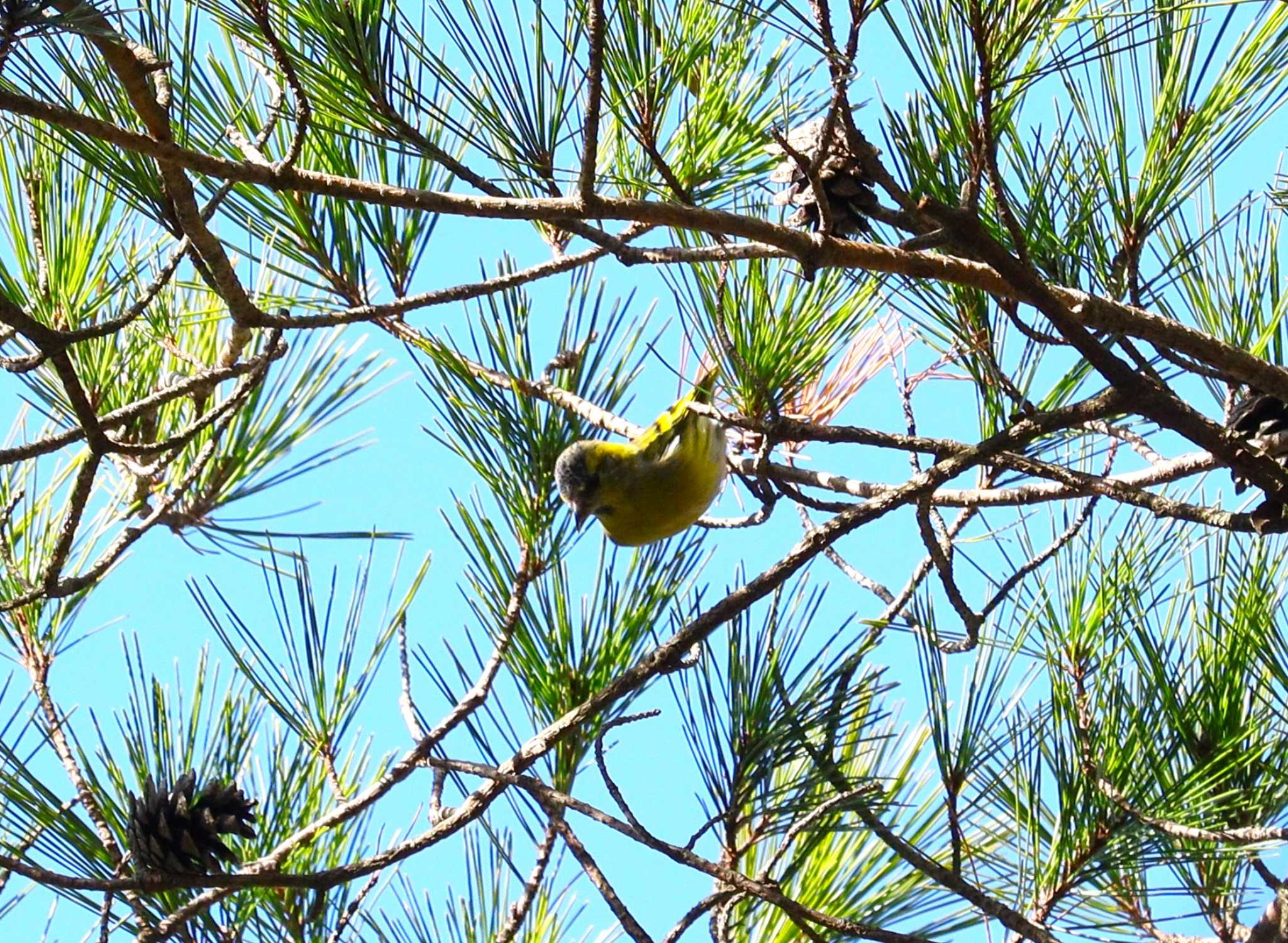 Eurasian Siskin