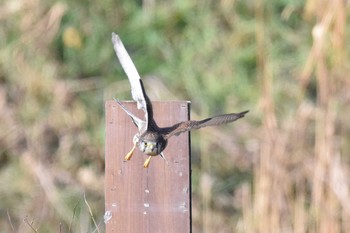 Common Kestrel 恩智川治水緑地 Sun, 12/24/2023