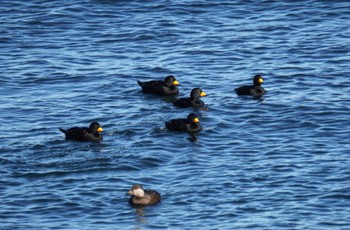 Black Scoter 納沙布岬 Sun, 12/24/2023