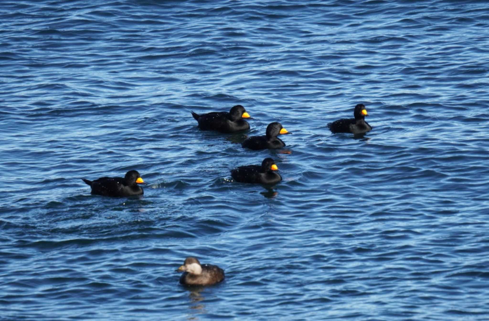 Photo of Black Scoter at 納沙布岬 by Kたろー