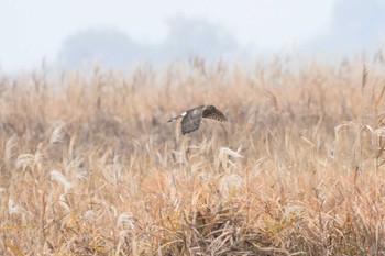 Sun, 11/26/2023 Birding report at Watarase Yusuichi (Wetland)