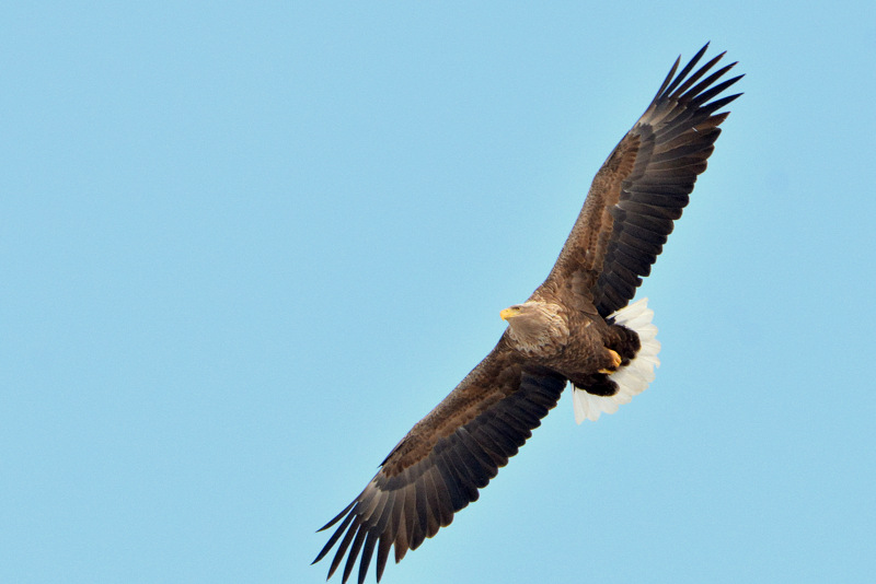 White-tailed Eagle