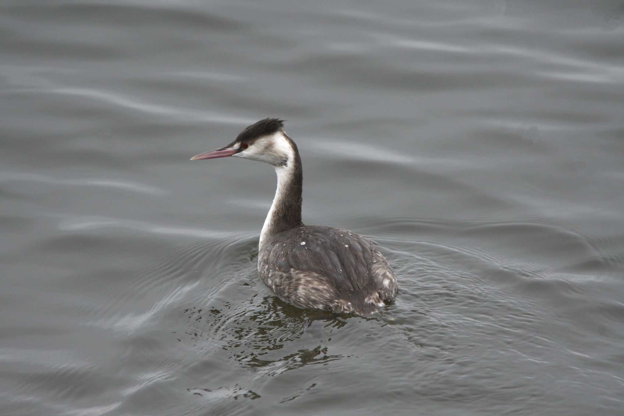 Photo of Great Crested Grebe at Watarase Yusuichi (Wetland) by すずめのお宿