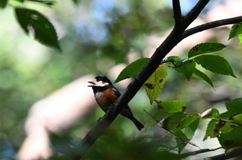 2023年11月19日(日) 水元公園の野鳥観察記録