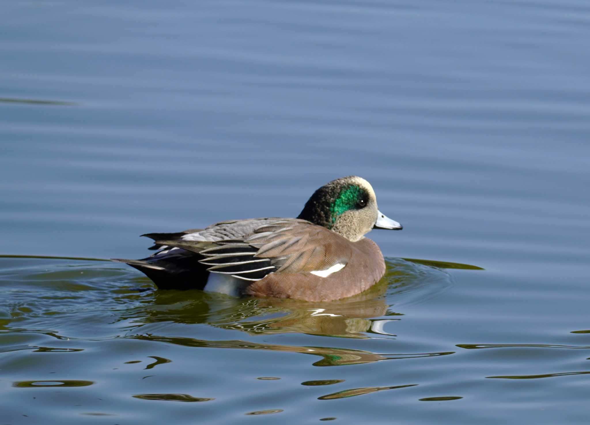 American Wigeon