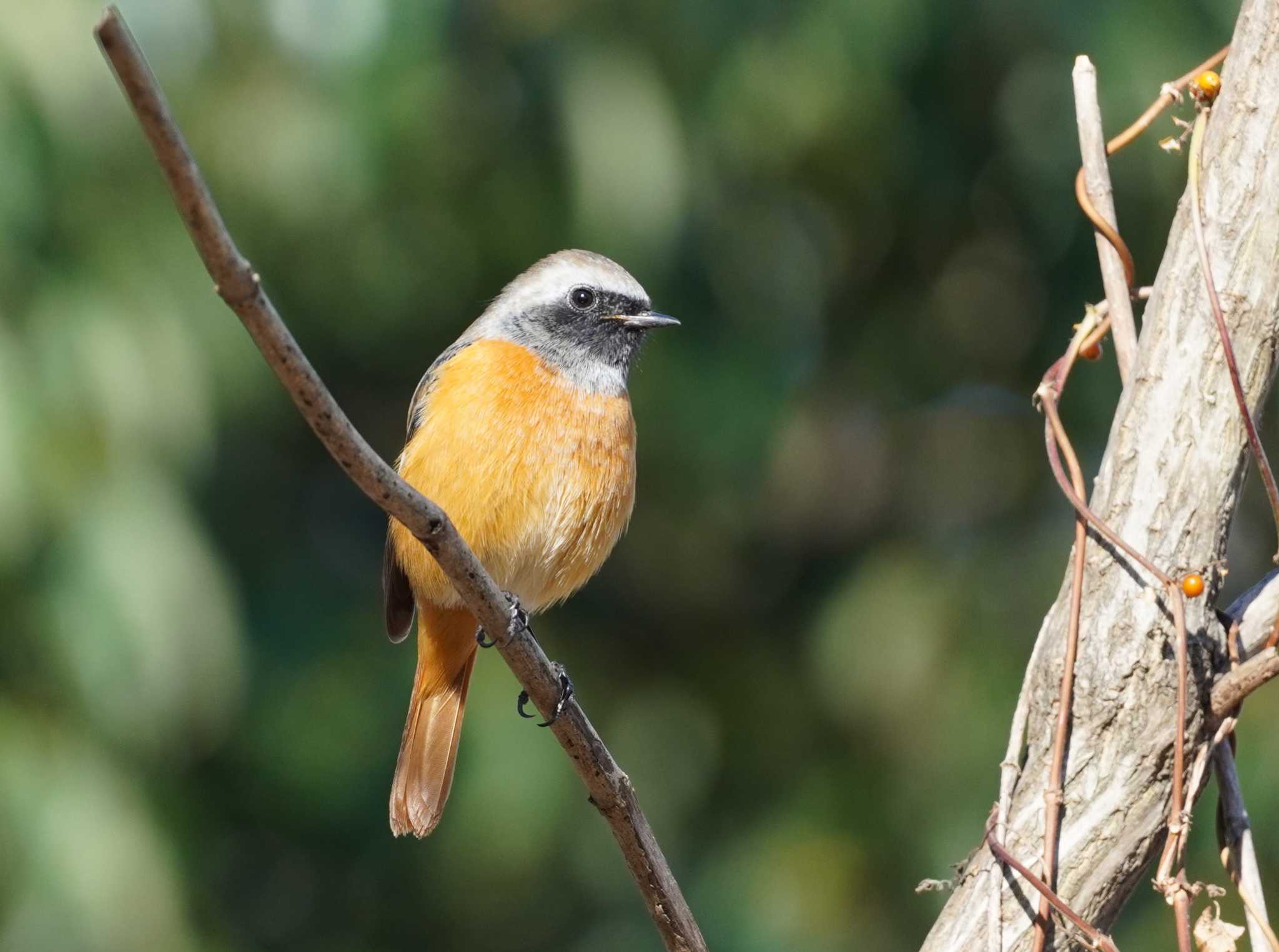 Daurian Redstart