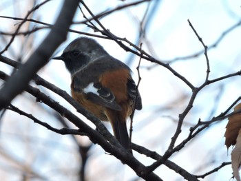 2023年12月24日(日) 大阪鶴見緑地の野鳥観察記録