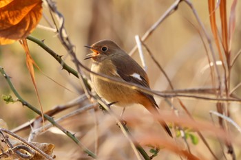 ジョウビタキ 武庫川 2023年12月24日(日)