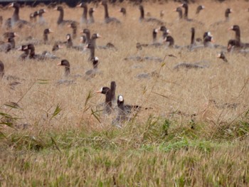 Greater White-fronted Goose 宍道湖 Sun, 12/24/2023