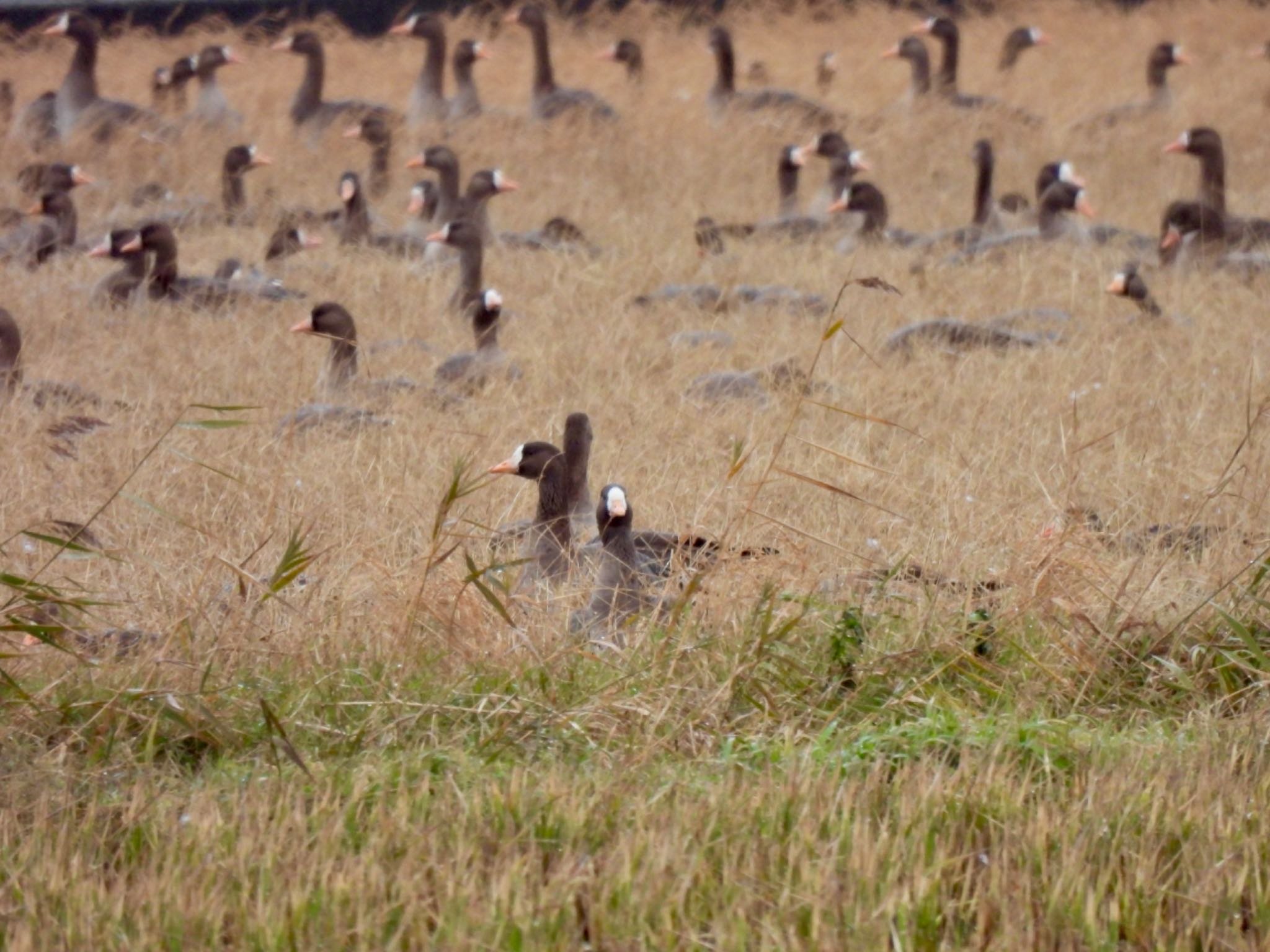 Photo of Greater White-fronted Goose at 宍道湖 by カモちゃん