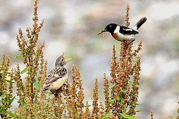 ノビタキ 北海道 撮影日未設定