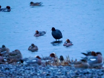 2023年12月16日(土) 諏訪湖の野鳥観察記録