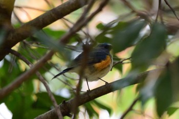 Red-flanked Bluetail 名古屋平和公園 Sat, 12/2/2023